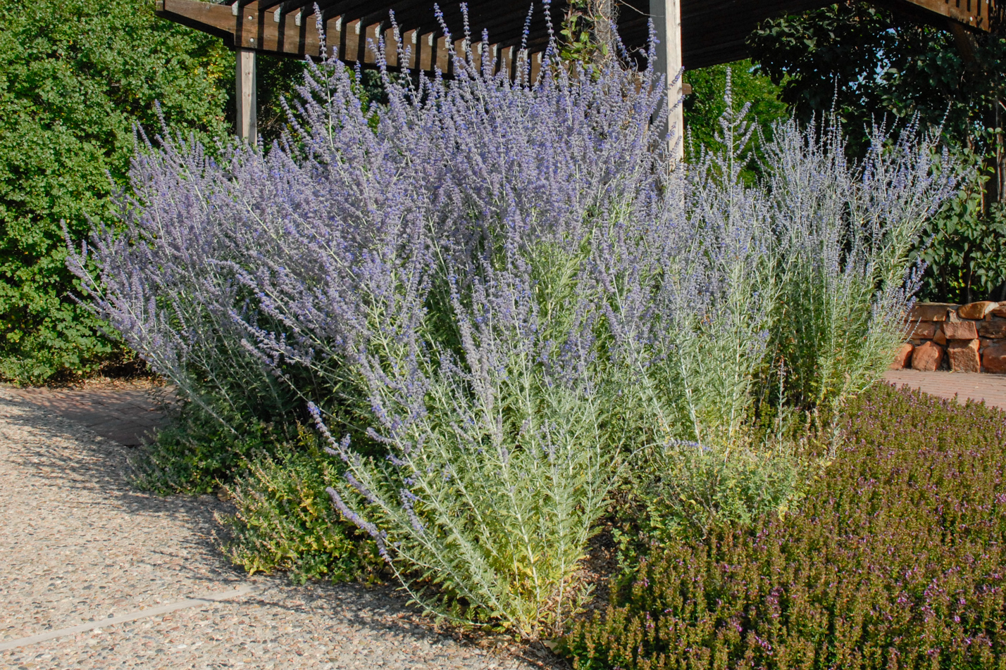 Russian Sage